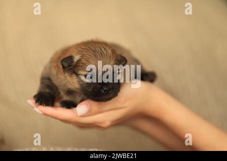 Cucciolo neonato dorme tra le braccia, primo piano. cucciolo pomeranian spitz Foto Stock