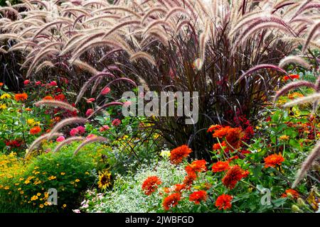 Fontana di erba, Pennisetum setaceum Rubrum, erba ornamentale, giardino fiorito a settembre piante da letto colorate Zinnias alte erbe perenni Foto Stock
