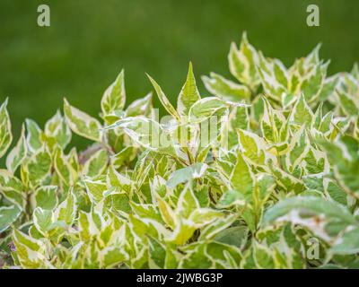 Cornus alba Elegantissima. Fogliame variegato di arbusto Cornus alba elegantissima. Giardino decorativo albero erba sintetica bianco con foglie piccole Foto Stock