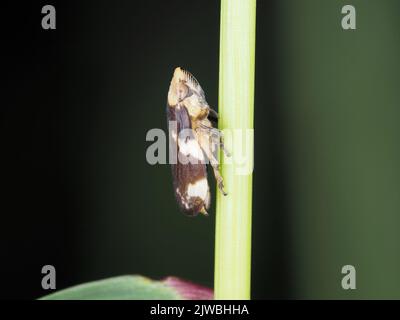 Spittlebug - probabilmente Philaenus spumarius - nello stato di Washington, USA Foto Stock