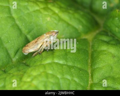 Spittlebug - probabilmente Philaenus spumarius - nello stato di Washington, USA Foto Stock