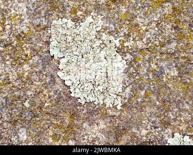 Lecanora muralis e il muschio sulla roccia Foto Stock