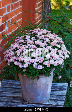 Fiori di Osteospermum - di fronte alla vecchia finestra Foto Stock