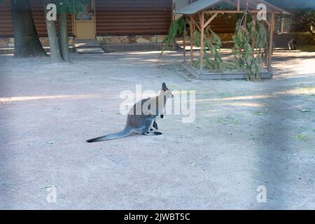 Canguro baby zoo animale bianco fauna selvatica isolato natura selvaggia, dal marrone felice in joey e disegno stretto, in piedi bambino. Arte nativa simbolo, Opossum Foto Stock