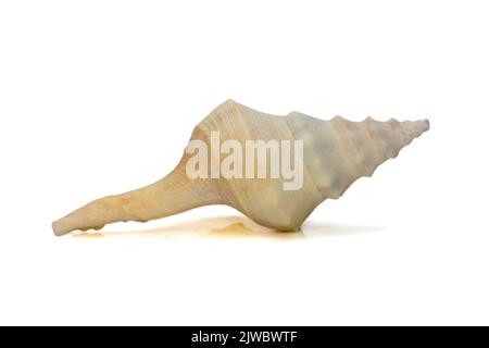 immagini di conchiglia bianca isolata su sfondo bianco. Animali sottomarini. Conchiglie di mare. Foto Stock