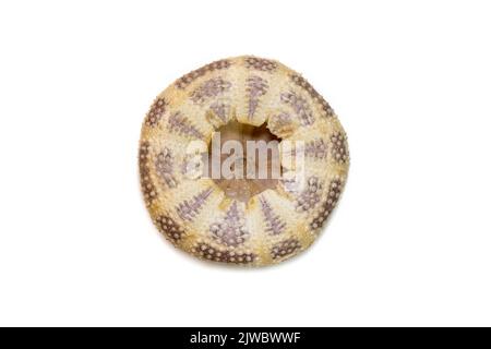 Immagine di Sea Urchin Shell su sfondo bianco. Conchiglie marine. Animali sottomarini. Foto Stock