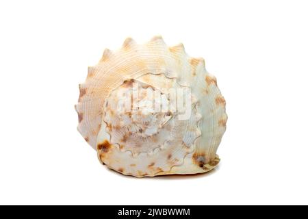 Immagine delle conchiglie di mare del casco a cavallo. (cassis Cornuta) è una specie di lumaca di mare estremamente grande isolata su sfondo bianco. Animali sottomarini. Mare Shel Foto Stock