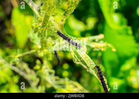 Le foglie di ortica si avvicinano a quelle mangiate dai pilastri neri con spine e puntini bianchi. Fase del bruco alla farfalla di pavone Foto Stock