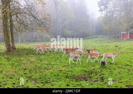 I daini in un prato con la nebbia autunnale Foto Stock