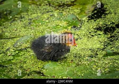 Un primo piano di un pulcino Moorhen che riposa su uno stagno coperto di alghe Foto Stock