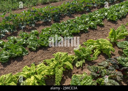 Filari di piante vegetali varie e lattuga in terra marrone Foto Stock