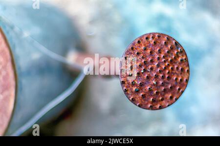 Un primo piano del tappo forato o soffione doccia di un annaffiatoio. La testa è chiamata anche testa di rosa, testa di rosa, rosetta, o testa di irrigatore Foto Stock