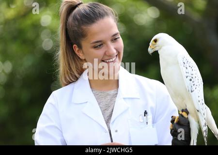 Veterinario felice tenendo un falcon all'aperto in natura Foto Stock