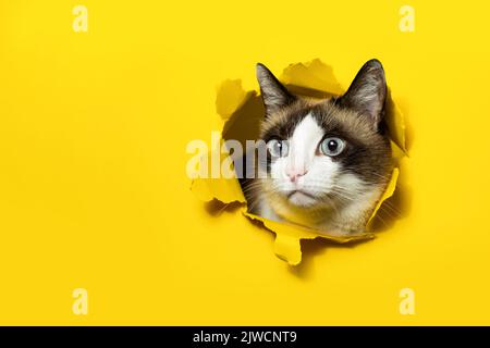 Ritratto di gatto che si rompe attraverso carta gialla in posa nel foro con lati strappati, spazio libero di copia, banner Foto Stock