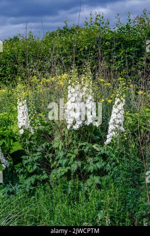 White delphinium " custode bianco" (Custode serie) in fiore nel giardino di una frontiera di RHS Wisley Gardens, Surrey, sud-est dell'Inghilterra, Regno Unito Foto Stock