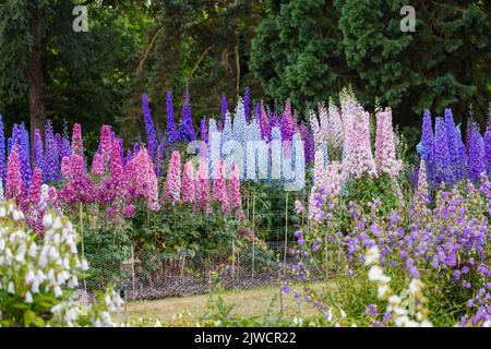 Picchi di delfini variopinti e misti che crescono nel campo delle prove a RHS Gardens, Wisley, Surrey, nel sud-est dell'Inghilterra in estate Foto Stock