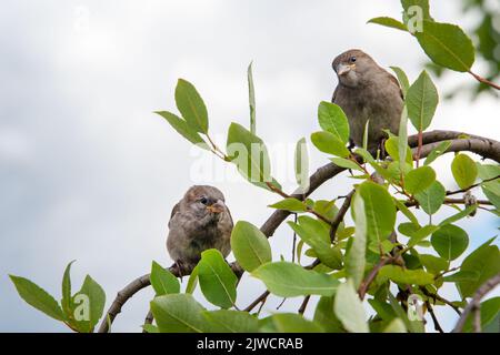 Due passeri sul ramoscello. Carino passero casa sul ramo dell'albero tra verde lussureggiante fogliame Foto Stock