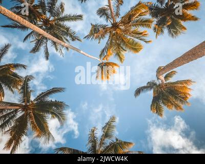 Palme tropicali con luce solare su cielo blu e nuvola sfondo astratto. Vacanza estiva e avventura viaggio natura concetto. Sfondo naturale impressionante. Angolo basso dal basso per un design creativo Foto Stock