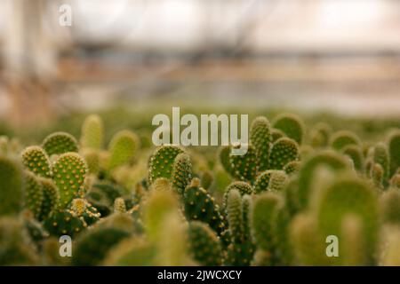 Piante di cactus Foto Stock