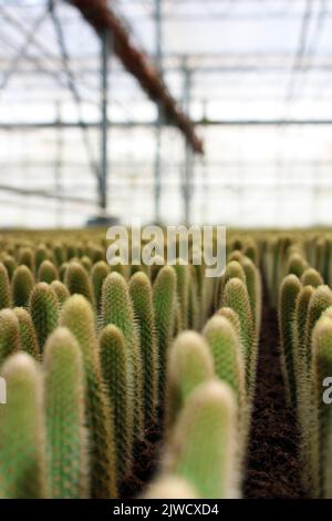 Interno di una casa verde olandese cactus crescente Foto Stock