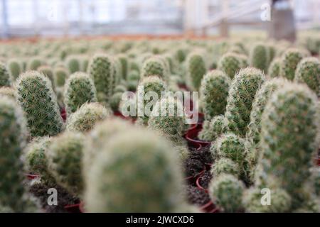 Piante di Cactus in una serra Foto Stock