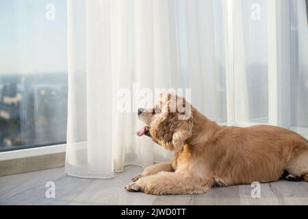 American Cocker Spaniel si trova sul pavimento e si affaccia sulla finestra. Foto Stock