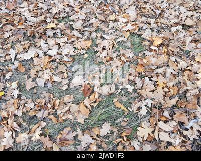 Autunno foresta con fogliame croccante. Vista dall'alto dell'erba verde e delle foglie secche Foto Stock