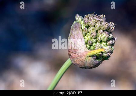 Allium Ampeloprasum, porro selvatico Foto Stock