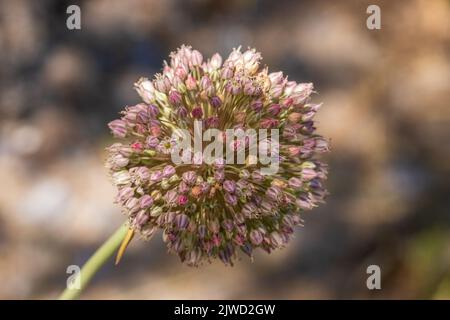 Allium ampeloprasum, porro selvatico a foglia larga Foto Stock