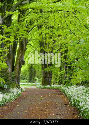 Una strada di campagna fiancheggiata da aglio selvatico attraverso un bosco di faggi in primavera nel Mendip Hills ANOB, Somerset, Inghilterra. Foto Stock