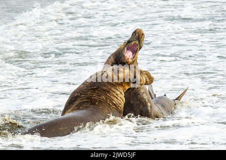 Foche da elefante del nord (Mirounga angustirostris). Combattimenti nel surf Foto Stock