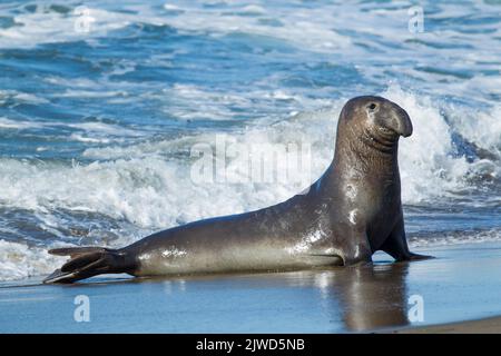 Foca di elefante settentrionale (Mirounga angustirostris). Foto Stock