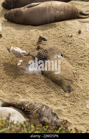 Gabbiano picking alla carcassa di un cucino di foca di elefante settentrionale (Mirounga angustirostris). Foto Stock