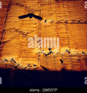 Parete bagnata da caldo sole arancione con l'ombra di uccelli volanti e piccioni nidificanti su sporgenze Foto Stock