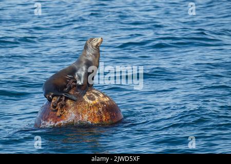 Leone marino della California (Zalophus californianus) seduto su un bouy a Monterey Bay, California Foto Stock