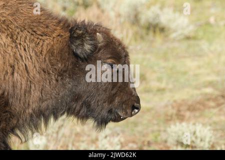 Bisonte americano (bisonte di bisonte), primo piano giovanile Foto Stock