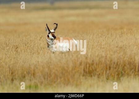 Pronghorn (Anlocapra americana) buck in erba alta Foto Stock