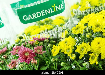 Gelbe Chrysanthemen von Gelenline im Topf mit Verpackung Foto Stock