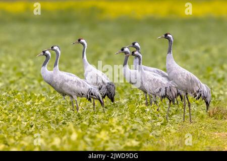 Gruppo di gru comuni (Grus grus) per l'alimentazione di grandi uccelli migratori in campo agricolo. Scena della fauna selvatica in natura d'Europa. Paesi Bassi Foto Stock