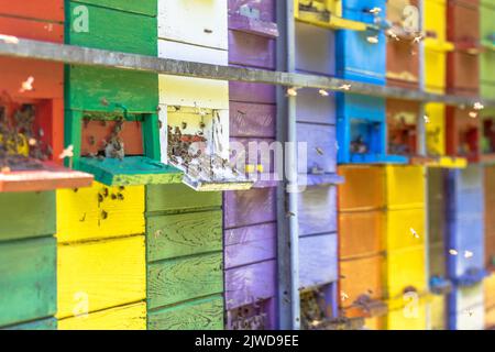 Sciame di Bees che vola di fronte all'alveare colorato in molti colori diversi su camion Foto Stock