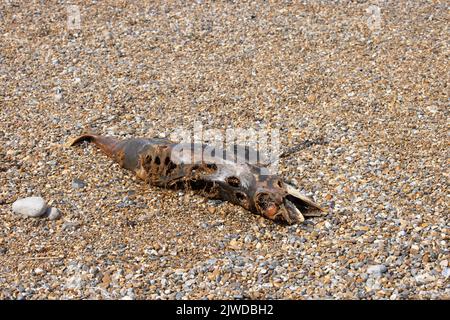 Porto Porpoise (Phocoena phocoena) a lungo morto sulla spiaggia Norfolk GB Regno Unito 2022 settembre Foto Stock