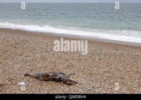 Porto Porpoise (Phocoena phocoena) a lungo morto sulla spiaggia Norfolk GB Regno Unito 2022 settembre Foto Stock