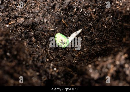 Peperoni crescenti da semi. Fase 3 - semina nel terreno. Foto Stock