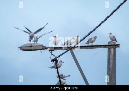 Vista dal basso dei gabbiani allineati su un lampione e lampada, messa a fuoco selettiva Foto Stock