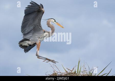 Grande airone blu che atterra sul suo nido. Foto Stock