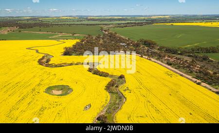 Immagine aerea di campi di canola dorati, strada, cielo blu a York, Australia Occidentale Foto Stock