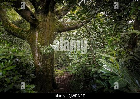 Un albero coperto di muschio nel selvaggio sub-tropicale Penjjick Garden in Cornovaglia. Penjerrick Garden è riconosciuto come Cornovaglia vero giardino nella giungla in Inghilterra