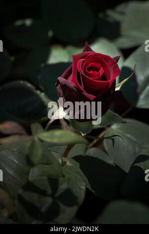 Rosso Rosa Segreto profondo. Una rosa ibrida del Bush del tè che cresce in un giardino a Newquay in Cornovaglia nel Regno Unito. Foto Stock