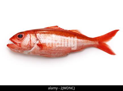 snapper rosso d'acqua profonda, hachijou akamutsu Foto Stock