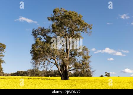 Un campo di canola con alberi e oro a York, Australia Occidentale Foto Stock